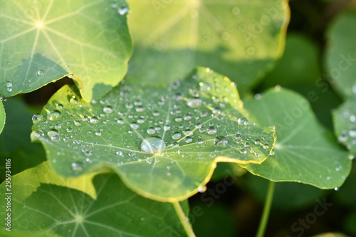 Lotus Effekt nach dem Regen