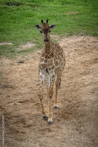 Giraffes are eating food th...