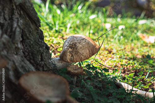 Mushrooms by a tree, nature, Portugal