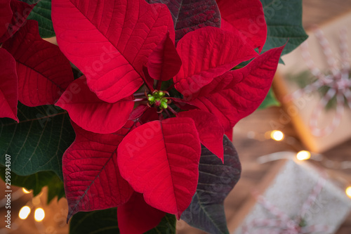 Christmas Red Poinsettia close-up macro over presentss in wooden vintage background with sparkling garland