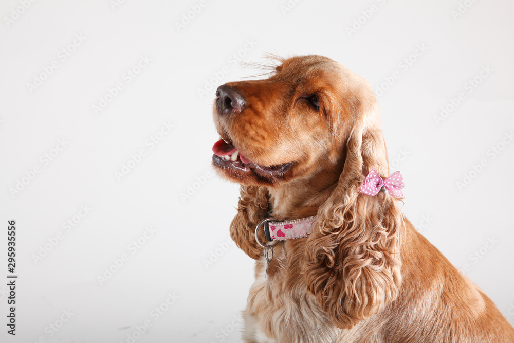 cane cane