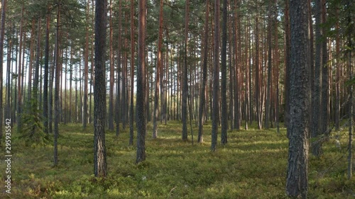 Wallpaper Mural Through the forest with drone Torontodigital.ca