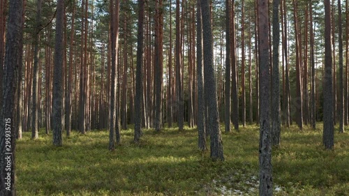 Wallpaper Mural Through the forest with drone Torontodigital.ca