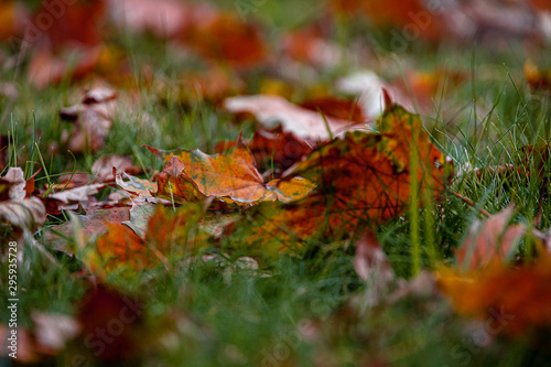  red autumn maple leaves lying among green grass in the park in close-up
