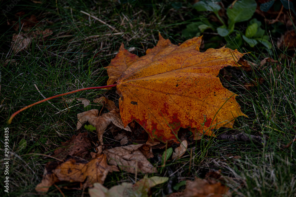  red autumn maple leaves lying among green grass in the park in close-up