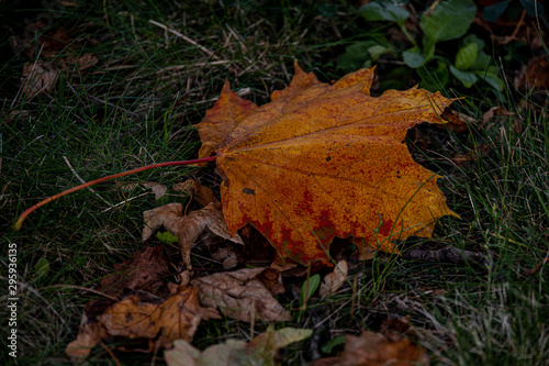  red autumn maple leaves lying among green grass in the park in close-up © Joanna Redesiuk