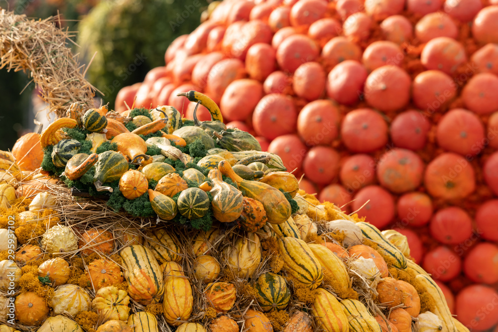 Fototapeta premium a group of miniature pumpkins shot from above