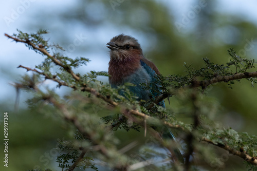 Beautiful colorful bird photo