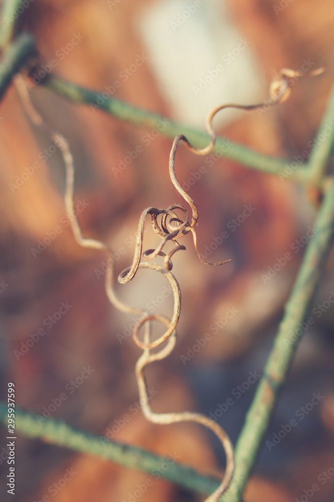 strange twisted shape of a climbing plant growing on a fence in close-up strange twisted shape of a climbing plant growing on a fence in close-up
