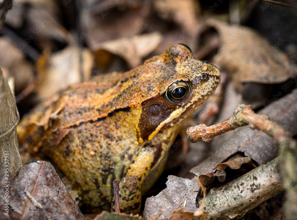 Fototapeta premium Macro shot of a frog