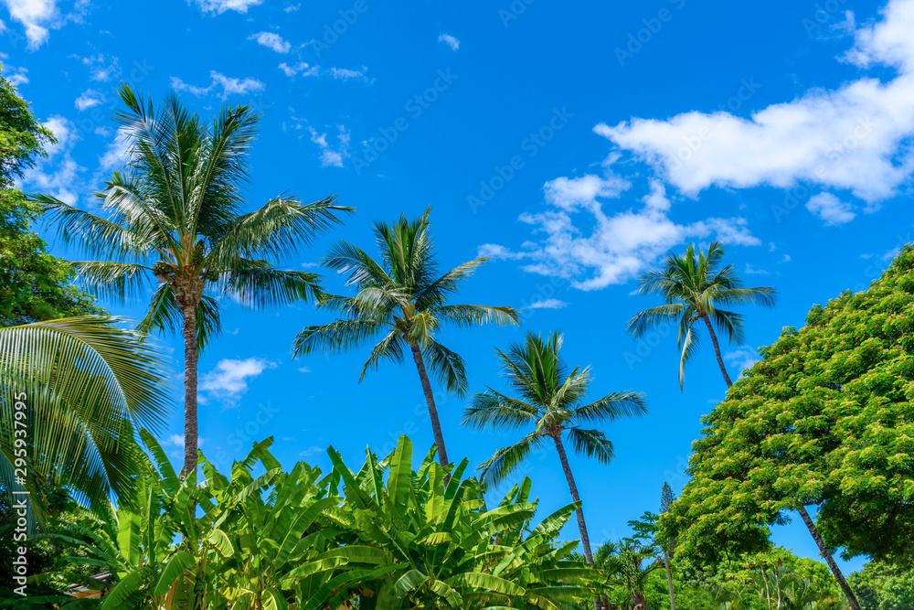 Hawaiian palm trees with tropical trees and plants