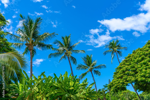 Hawaiian palm trees with tropical trees and plants