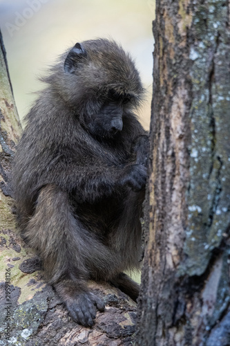 Baboon in tree