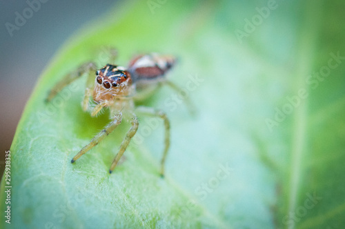 Small depth of field detail macro shot of salticidae small spider
