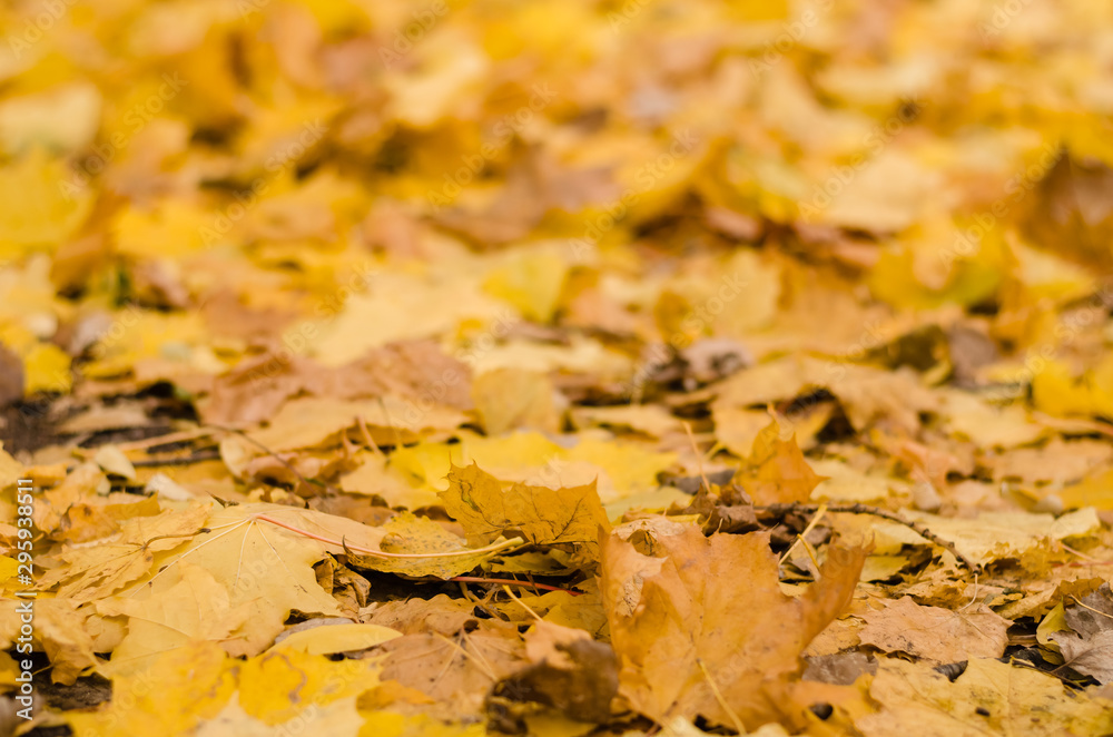 autumn. Maple yellow leaves in the park. Close-up autumn. Maple yellow leaves in the park. Close-up