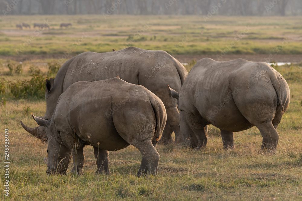 Rhinos Rhinos