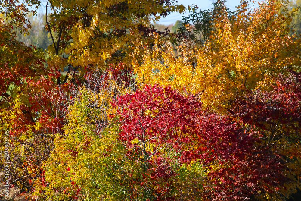 Colorful beautiful maple leaves in autumn, St-Bruno, Quebec, Canada