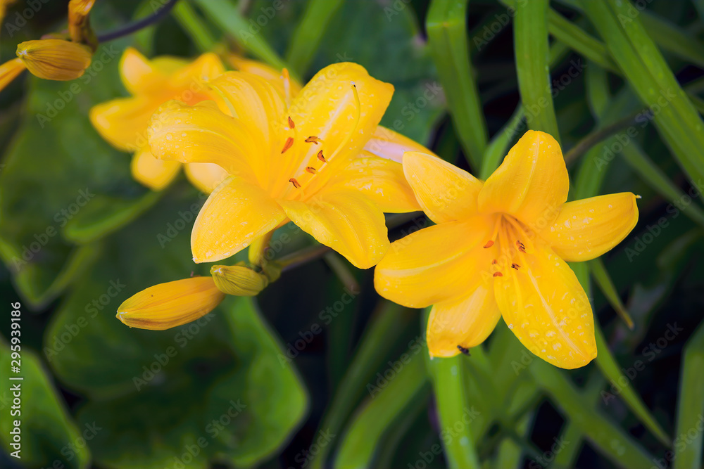 Yellow lily flower front of the blurry dark green leaves. Yellow lily flower front of the blurry dark green leaves.