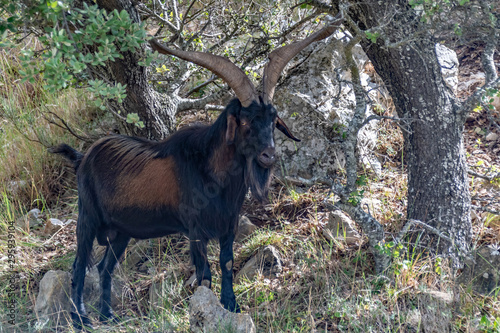 Un bouc avec de grandes cornes photo