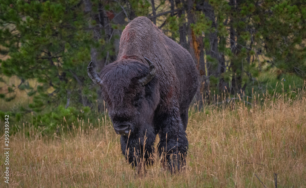 Yellowstone Bison Yellowstone Bison