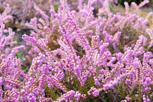 Heather flowers on meadow on sunny day, close-up. Nature background. Calluna vulgaris. © Ga_Na