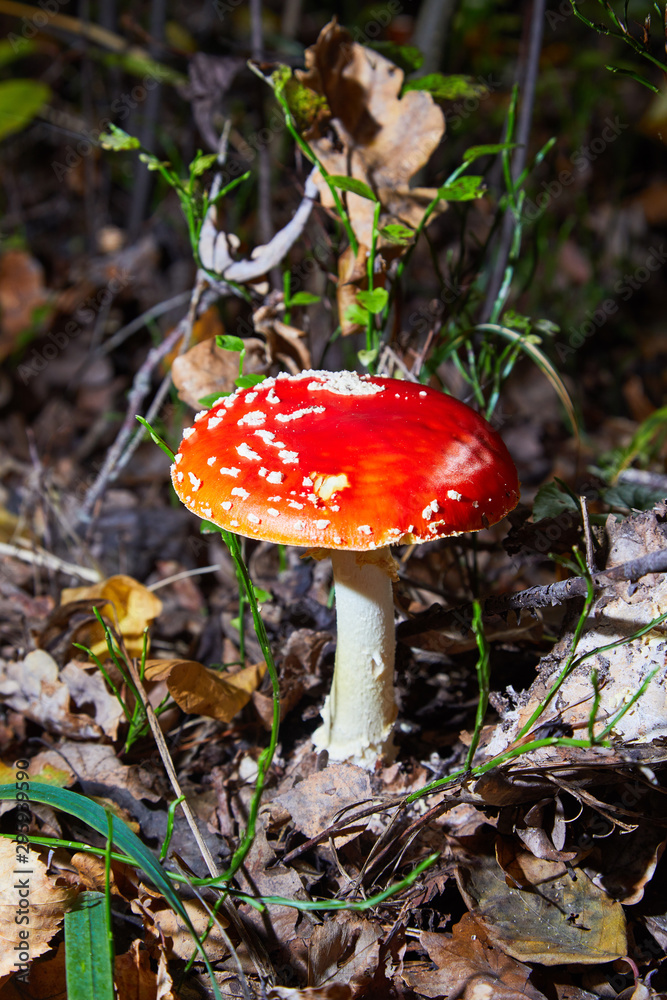Toxic and hallucinogen mushroom Fly Agaric in grass on autumn forest background. Red poisonous Amanita Muscaria fungus macro close up in natural environment. Toxic and hallucinogen mushroom Fly Agaric in grass on autumn forest background. Red poisonous Amanita Muscaria fungus macro close up in natural environment.