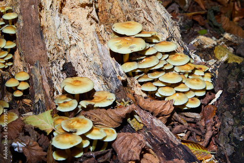 Sulphur Tuft (Hypholoma fasciculare), clustered woodlover, sulfur tuft, growing on a tree stump photo