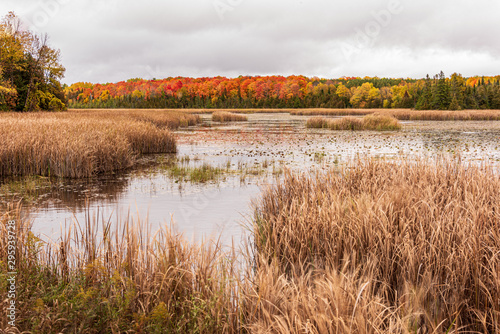 water reeds in a marsh