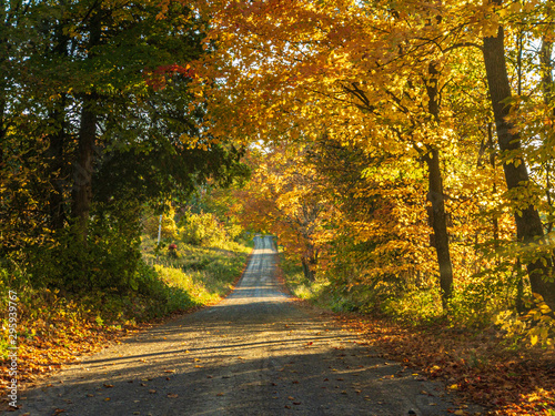 road surrounded by autumn colored trees at sunrise