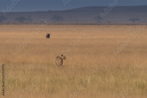 Lion kenya