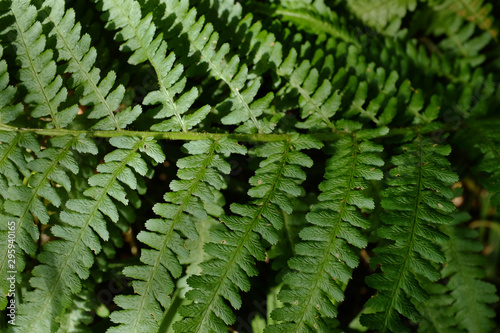 Green fern leaf close up. monochrome design 