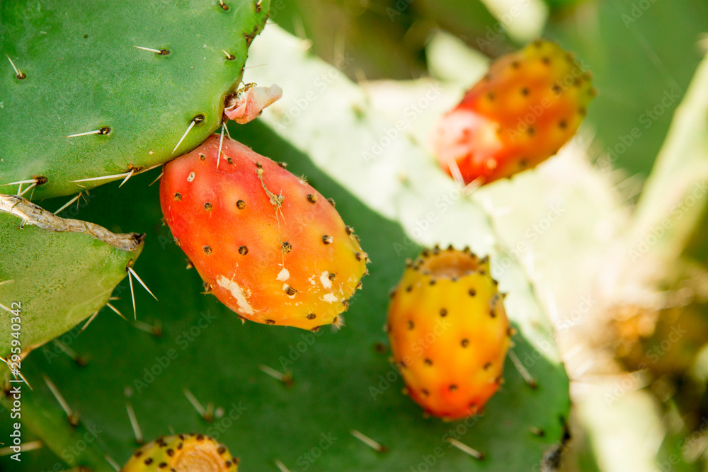 Prickly pear cactus aka opuntia with ripe red and yellow fruit Prickly pear cactus aka opuntia with ripe red and yellow fruit
