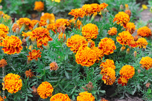 Orange marigolds aka tagetes erecta flower on the flowerbed