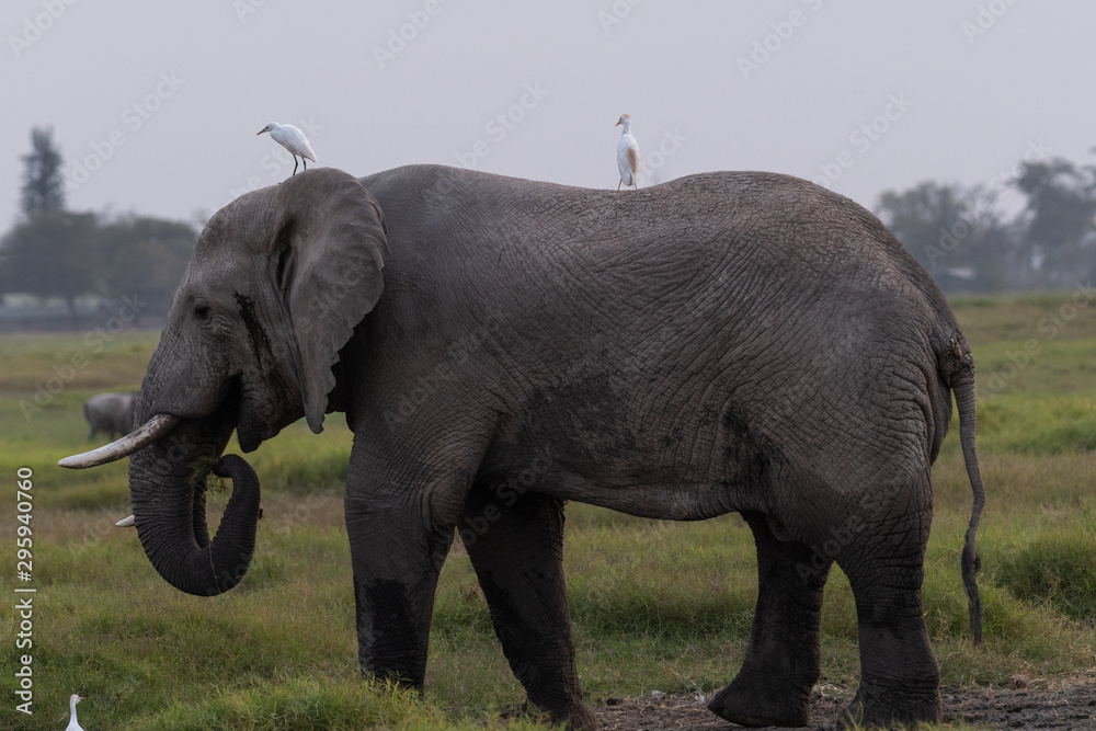 Elephant kenya