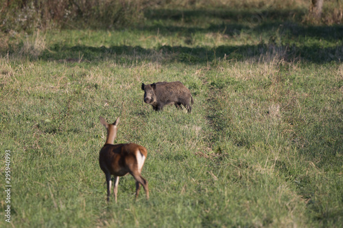 Bild auf Leinwand Hind and wild boar on meadow