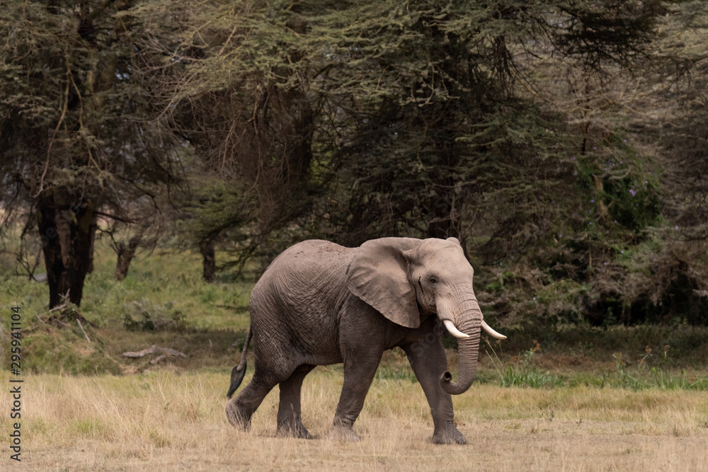 Elephants Kenya