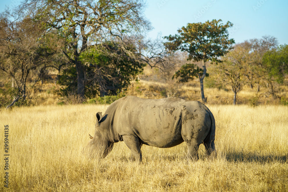 white rhino without horns in kruger national park, south africa 6 white rhino without horns in kruger national park, south africa 6