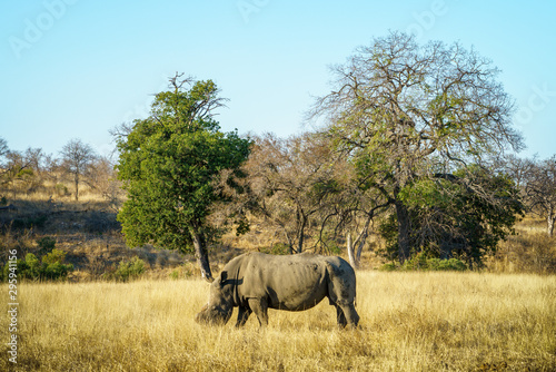 white rhino without horns in kruger national park, south africa 2