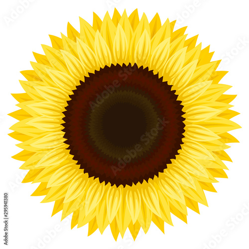Vector illustration of a sunflower.