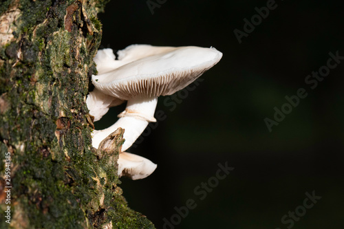 Cyclocybe aegerita, spontaneous edible mushroom grown on the trunk of a tree in a wood