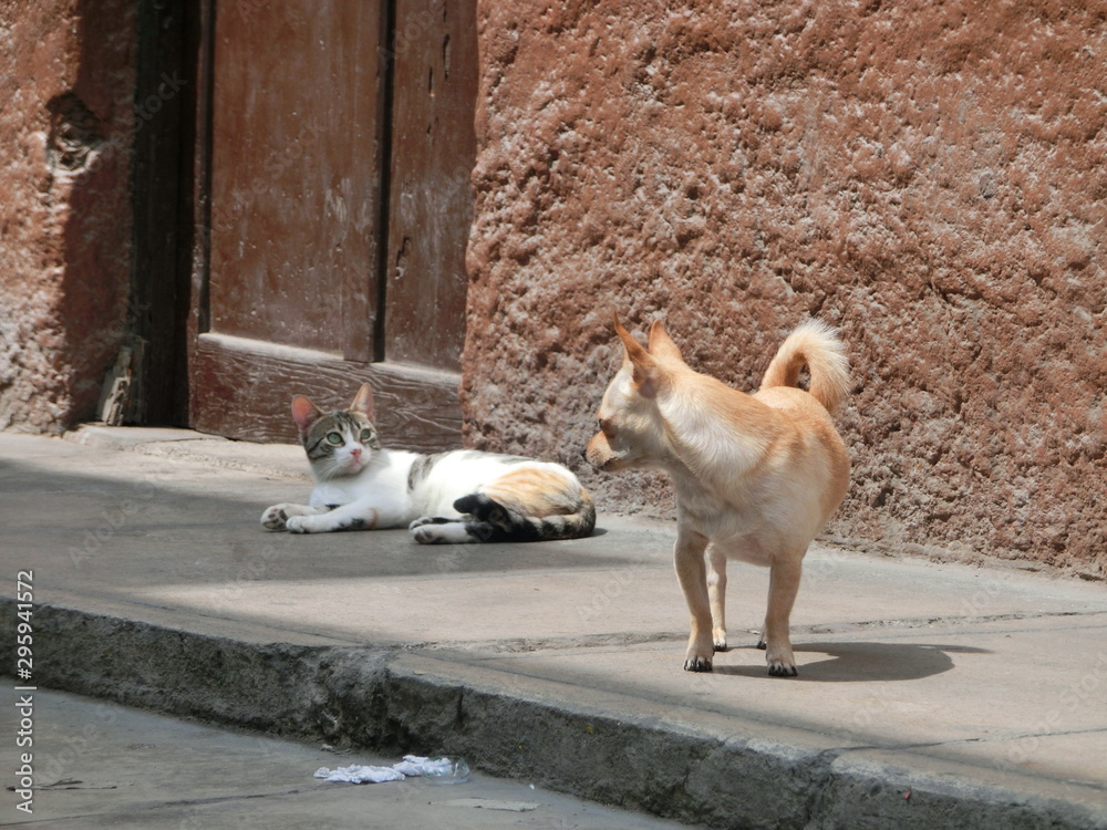 duelo de miradas, gato vs perro