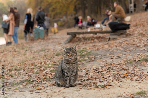 nature cat