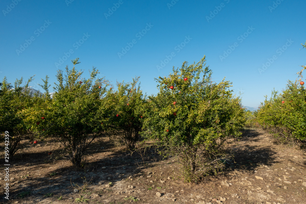 Fototapeta premium in a large pomegranate plantation red pomegranates thrive on the trees