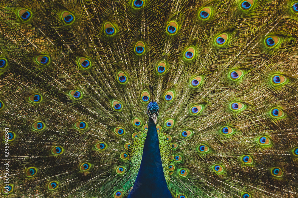Obraz premium Peacock showing his lush tail.