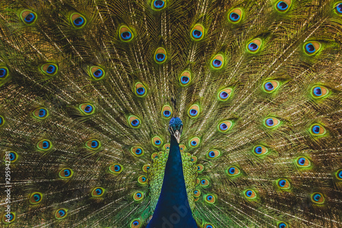 Peacock showing his lush tail.