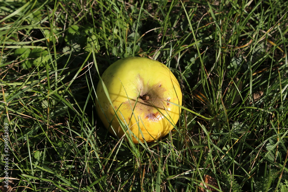 Green apple fell from a tree into the grass Green apple fell from a tree into the grass