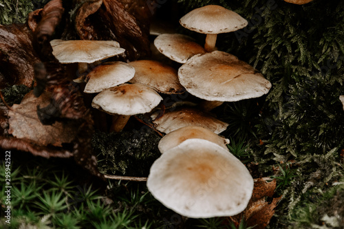 Close up of Mushrooms