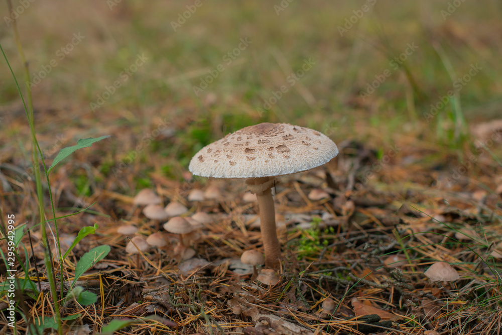 Edible forest mushrooms in natural conditions Edible forest mushrooms in natural conditions