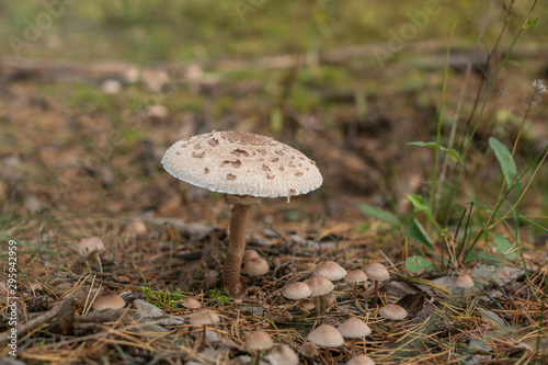 Edible forest mushrooms in natural conditions