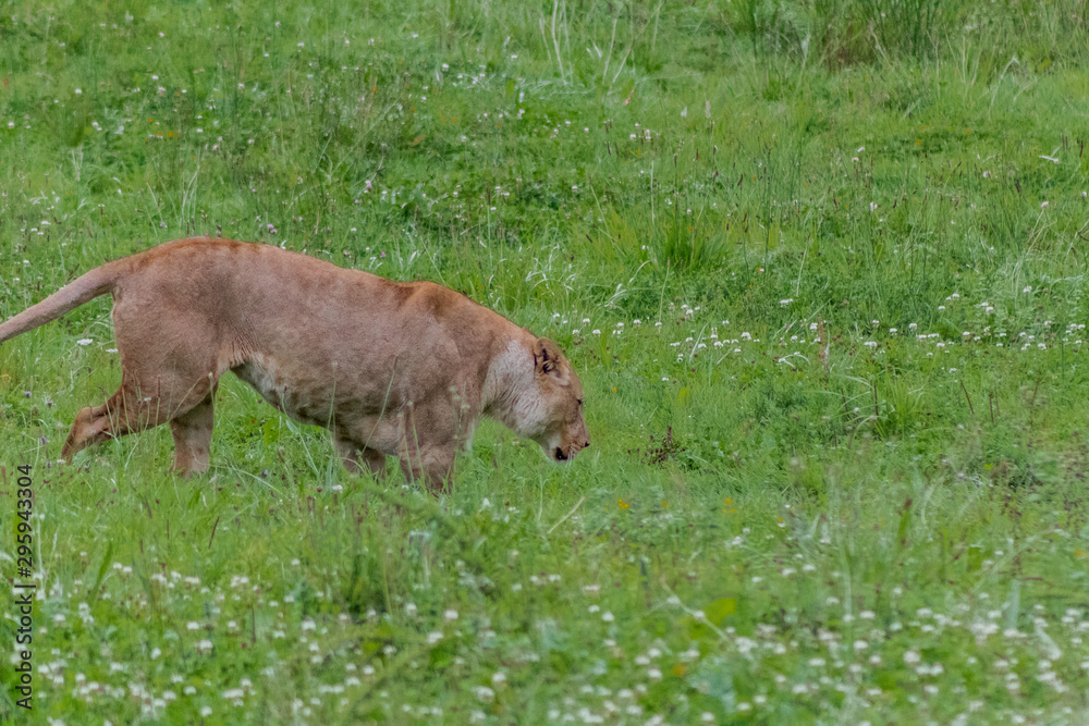 a lioness resting in a green meadow